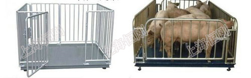 防水围栏宠物动物秤，防腐防水动物电子称